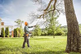 Best Tree Risk Assessment  in Norris, TN