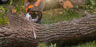 Reliable Norris, TN Tree Removal Solutions