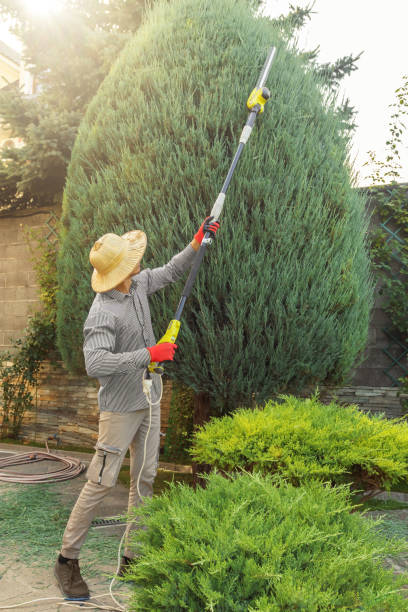 Best Seasonal Cleanup (Spring/Fall)  in Norris, TN